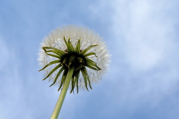 兰色底小白花