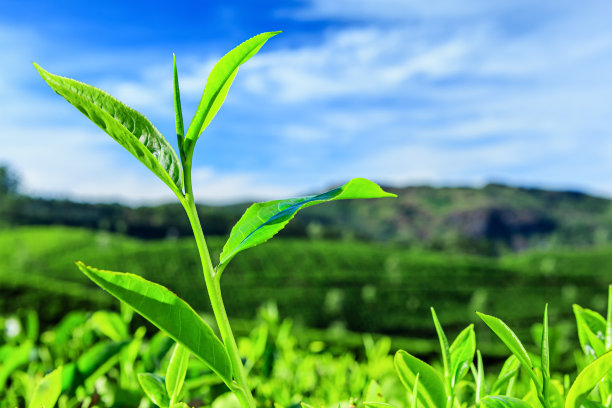 蓝天白云茶园风景图片