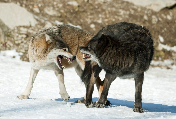 两只狼