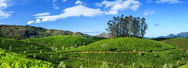 蓝天白云茶园景