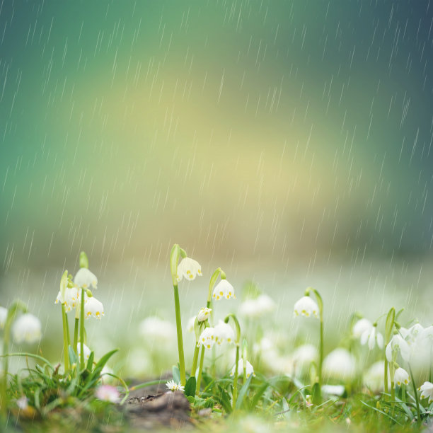 雨中花