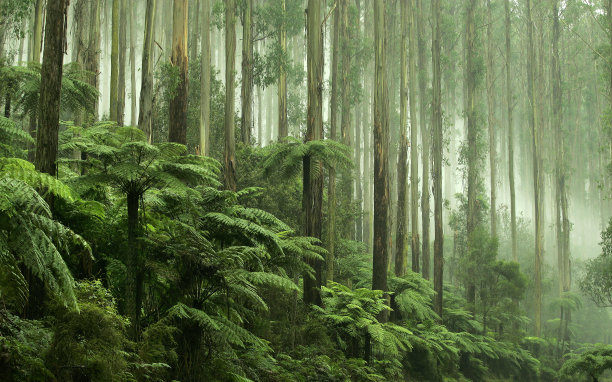 山区森林