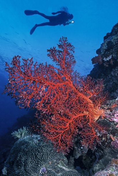 帕劳海底世界