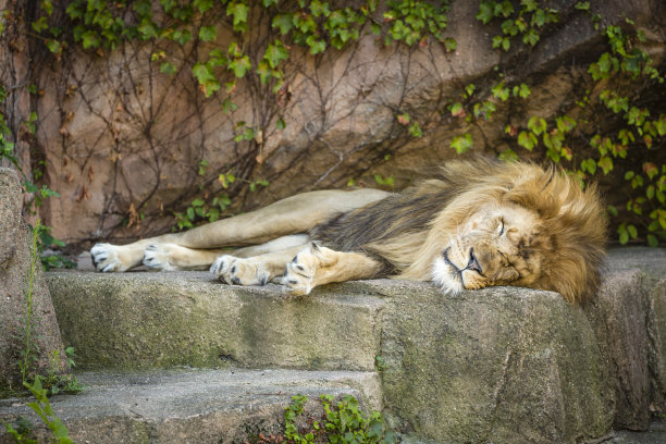 狮子,野生动物园