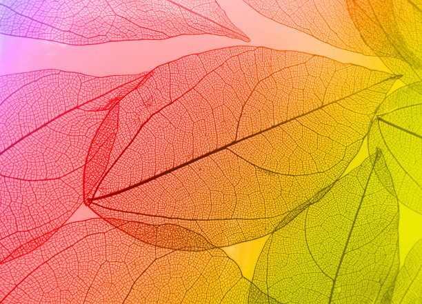 彩色抽象叶子