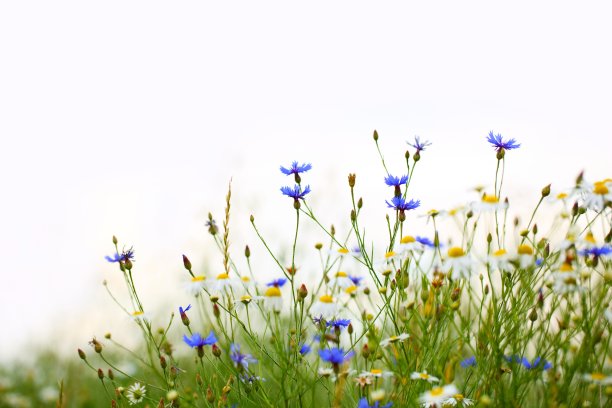 山花山花