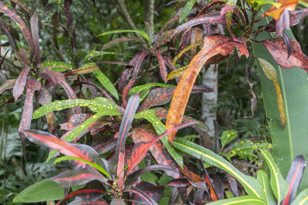 热带植物槟榔