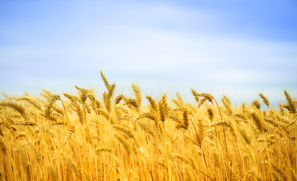 田里的小麦