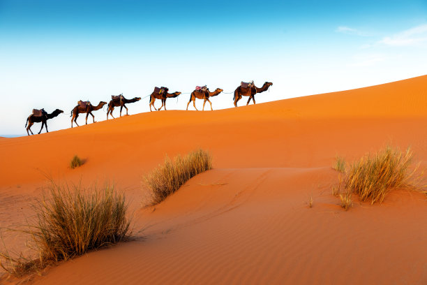 骆驼沙漠