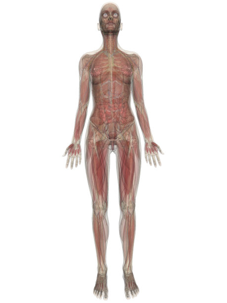 膝关节解剖图