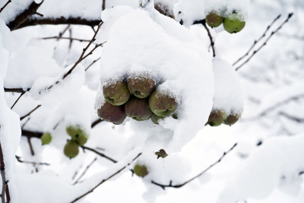 梨花落雪