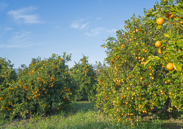 oranges