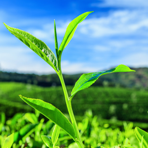 蓝天白云茶园景