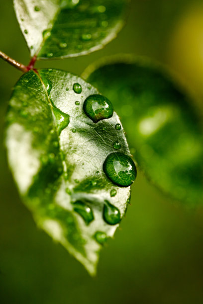 小雨滴叶子背景墙