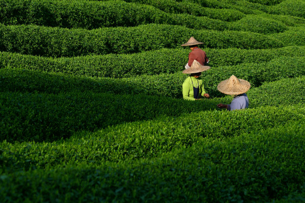 采茶的茶农