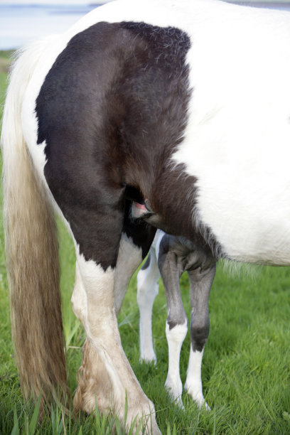 小马驹吃奶