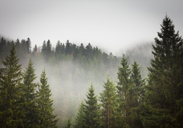 树木云雾