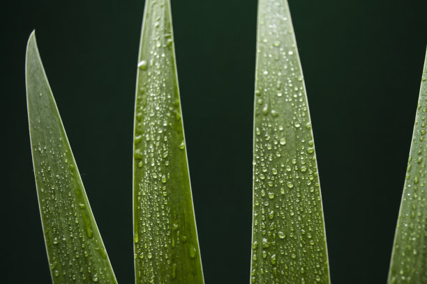 小雨滴叶子背景墙