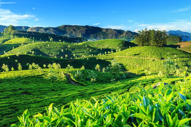 蓝天白云茶园景