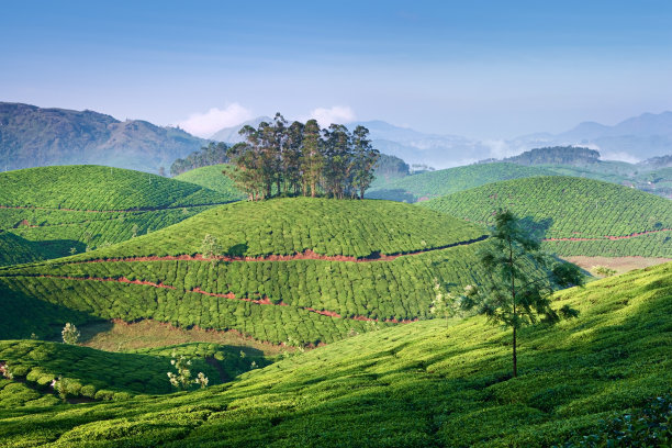 蓝天白云茶园景