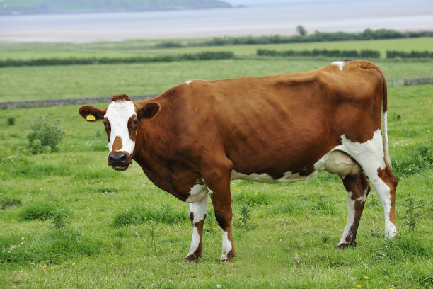 苏格兰西部奶牛