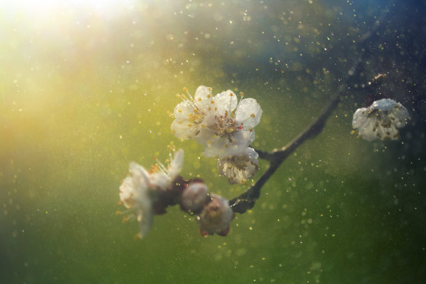 雨后的花