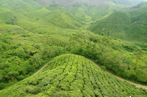 高山乌龙茶生产基地