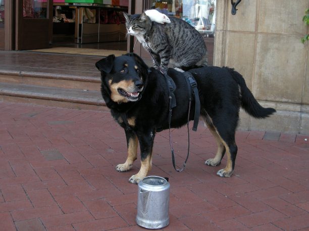 小老鼠和猫