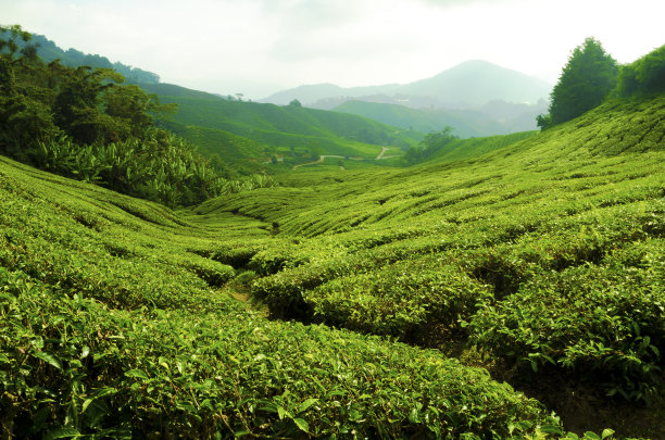 高山乌龙茶生产基地