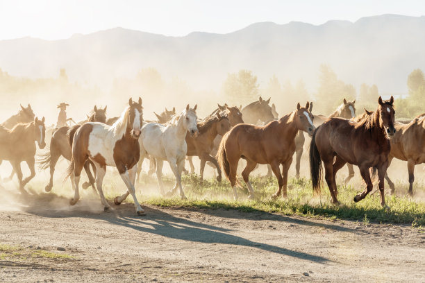 夏季草原奔跑的马群