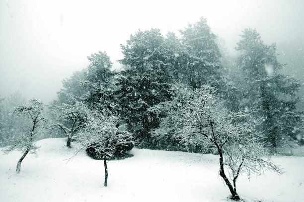 梨花落雪