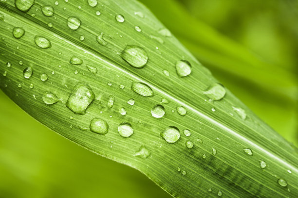 雨后植物