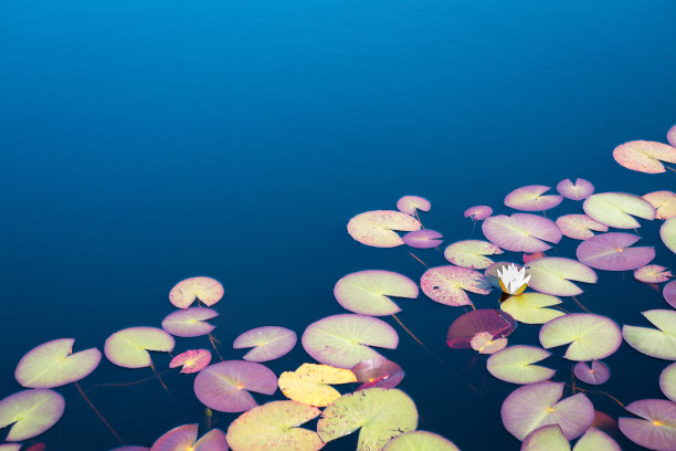 池塘 莲花