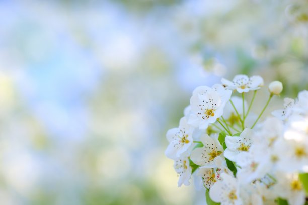 春日桃花