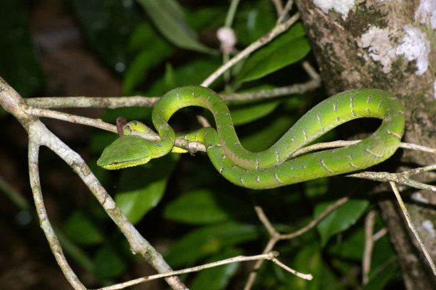 马来西亚的蝮蛇