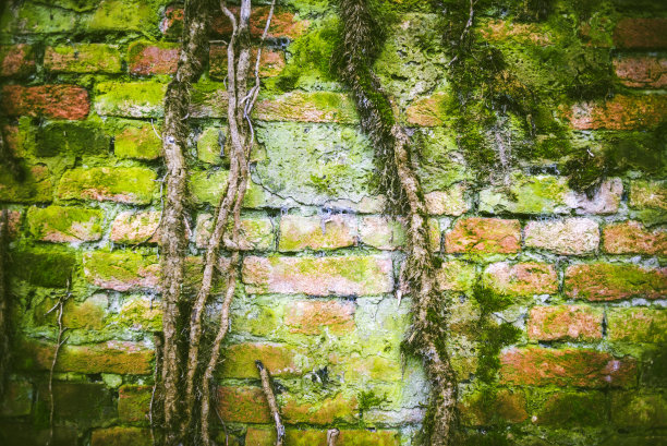 藤蔓老旧砖墙