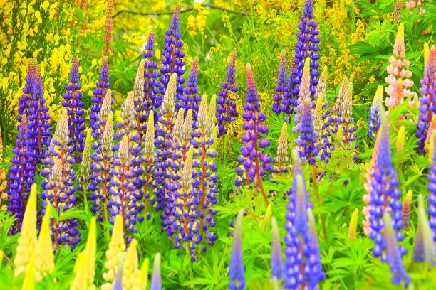 山水花园城