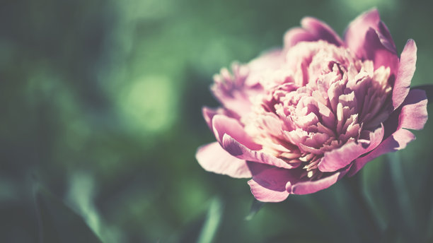 静物花饰