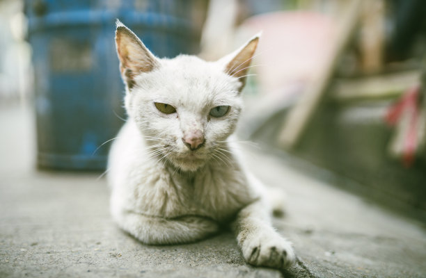 机警的小猫