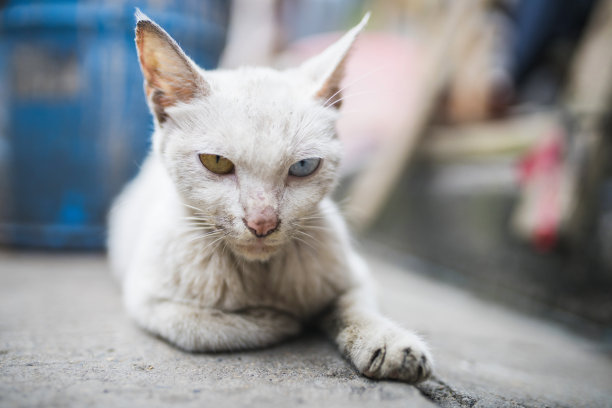 机警的小猫