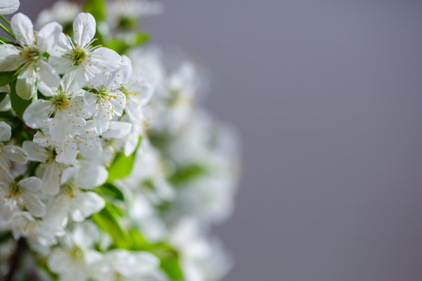 桃花,樱花,梨花