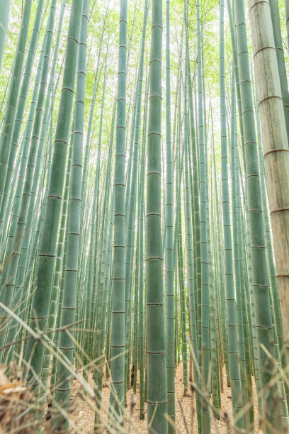 夏日乡间的竹林