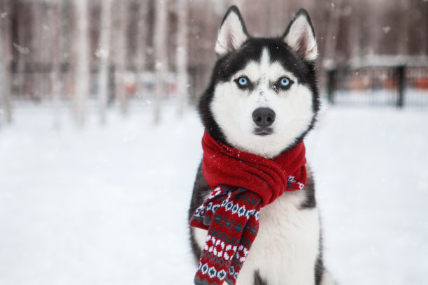 雪橇犬