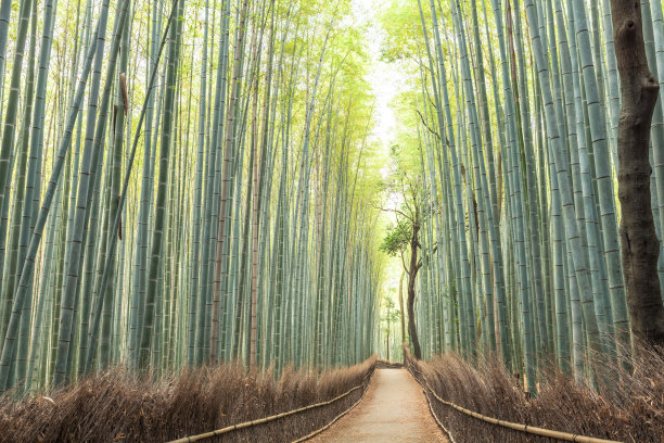 竹林小道