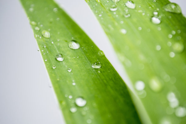 小雨滴叶子背景墙