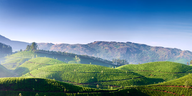 蓝天白云茶园风景图片