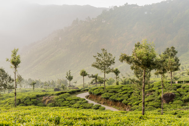 蓝天白云茶园风景图片