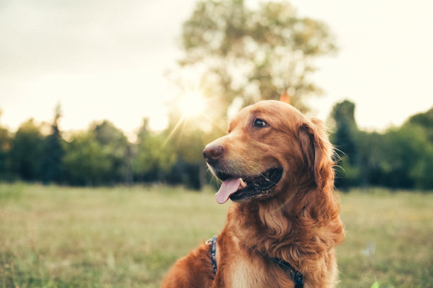 寻回犬