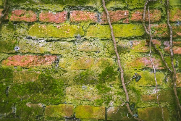藤蔓老旧砖墙