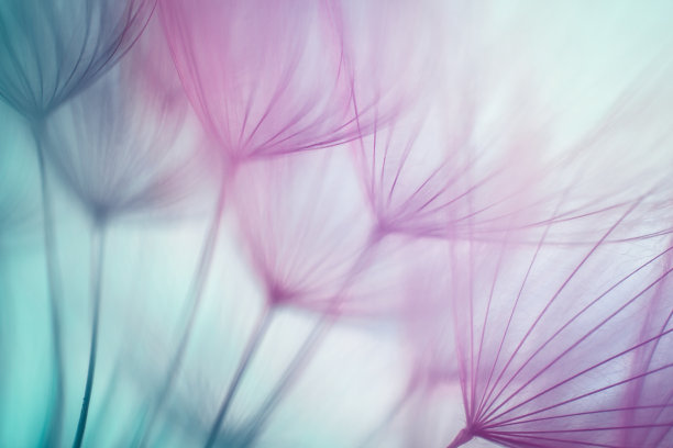 紫花背景素材